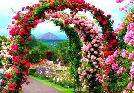 rose-garden-8-